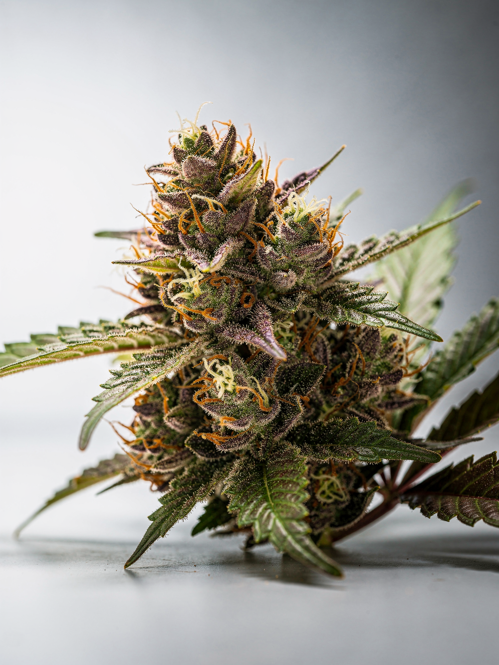 Maui Wowie Sativa Hash Hole 2G