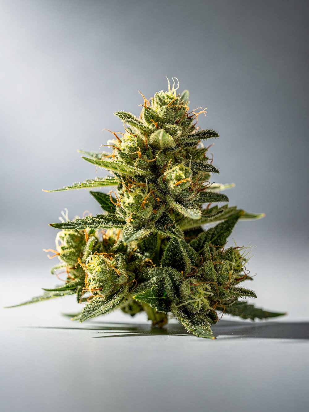 Zourz Hybrid Hash Hole 2G