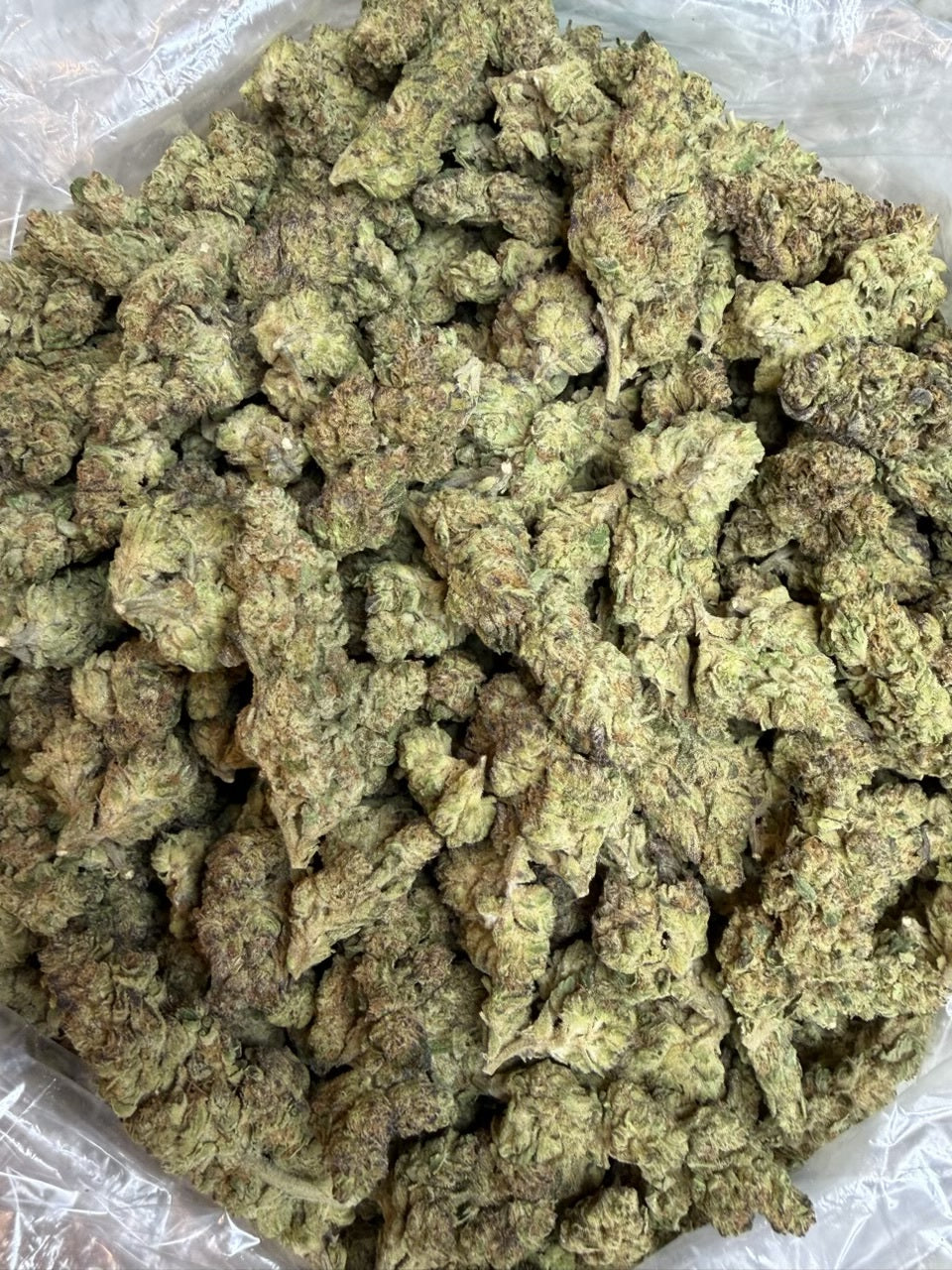 Girl Scout Cookies THCA Hybrid Flower