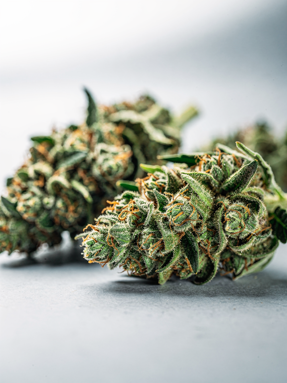 Runtz THCA Hybrid Pre-Roll 1.5g