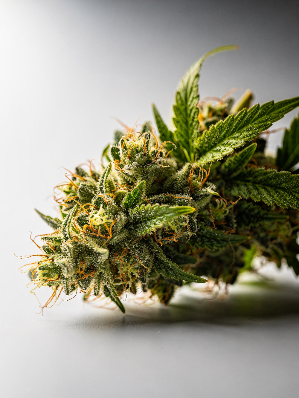 NY Diesel THCA Sativa Pre-Roll 1.5g